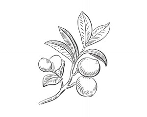 Fototapeta premium Hand drawn illustration of a branch with leaves and fruit.