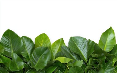 Lush green leaves form a vibrant border, showcasing nature's beauty against a bright white background.
