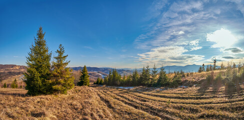 A panorama of an autumn mountain landscape. A mountain meadow with withered grass. Green spruces on the sides of an abandoned dirt road.