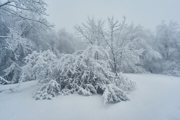 A snowy, misty forest landscape. Trees bent under the weight of snow. The thick fog around