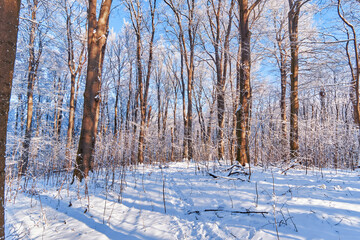 Fototapeta premium Winter forest bathed in sunlight with trees casting long shadows on the snow-covered ground. Bare branches are lightly dusted with snow, creating a peaceful and serene atmosphere