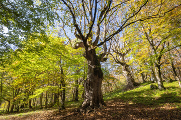 Obraz premium Century-old maple tree in the woods of Pescocostanzo in Abruzzo, Italy.