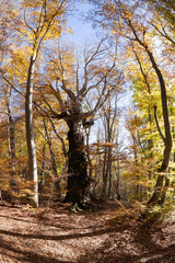 Fototapeta premium Century-old maple tree in the woods of Pescocostanzo in Abruzzo, Italy.