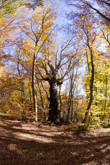 Century-old maple tree in the woods of Pescocostanzo in Abruzzo, Italy.