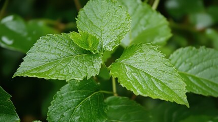 Close-up of vibrant green leaves with water droplets, showcasing nature's beauty after rain.