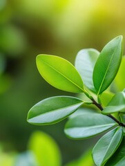 Close-up of vibrant green leaves showcasing their texture and freshness, ideal for nature-themed projects, wellness topics, and environmental awareness, This image evokes tranquility and vitality,