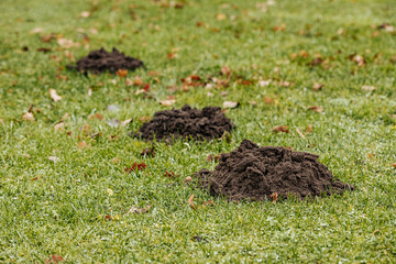 A fresh molehill of dark soil sits on a grassy lawn, topped with a dry oak leaf. The ground is covered in dew, indicating a cool, damp environment.