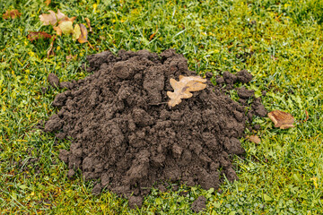 A fresh molehill of dark soil sits on a grassy lawn, topped with a dry oak leaf. The ground is covered in dew, indicating a cool, damp environment.