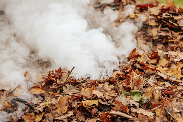 A pile of dry leaves being burned outdoors, releasing thick white smoke. The leaves are mostly brown and cover the ground, with green grass visible in the background.