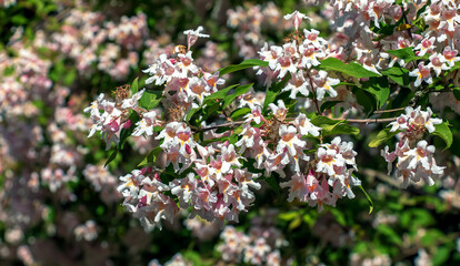 White pink kolkvitsia flowers in spring. Kolkwitzia amabilis is a shrub of the family Caprifoliaceae.