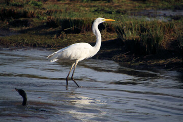 A view of a Great White Egret in the water at Venus Pool Nature Reserve
