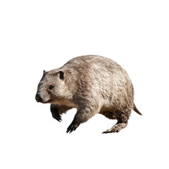 Cute Wombat Running in Nature Scene