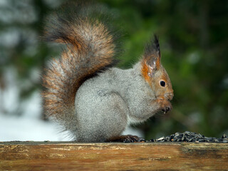 A gray squirrel sitting on a bench in a winter park and eating nuts
