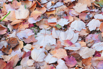 A autumn pile of leaves on the ground with some brown and yellow leaves. leaves are scattered and some are larger than others