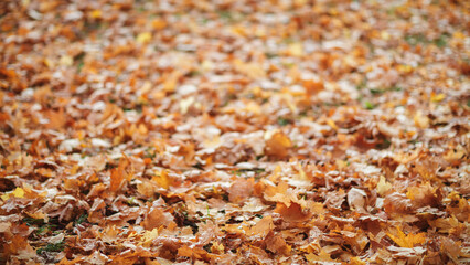 A large pile of autumn leaves on the ground. The leaves are brown and scattered all over the ground