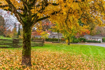 Outdoor landscape with green lawn, red and yellow trees and nice Fall foliage in Vancouver, Canada, North America. Overcast. Day time on November 2024.