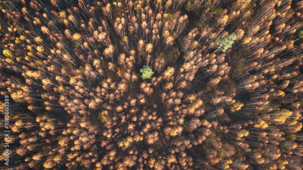 Poster a autumn forest with many trees and a small tree in the middle. the trees are brown and dying, top v