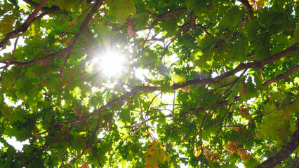 sun is shining through the leaves of a tree, creating a beautiful and peaceful scene. The light is...