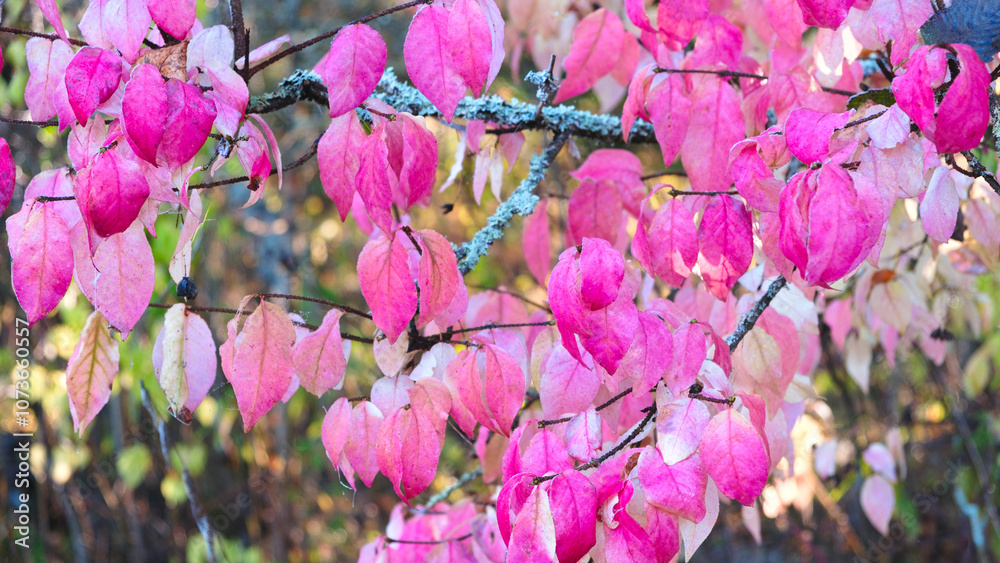 Poster pink leaves on a tree branch. the leaves are pink and have a slightly fuzzy appearance. the tree is 