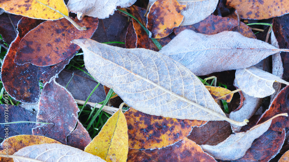 Poster A pile of autumn leaves with some of them frosted over. The leaves are of different colors and sizes