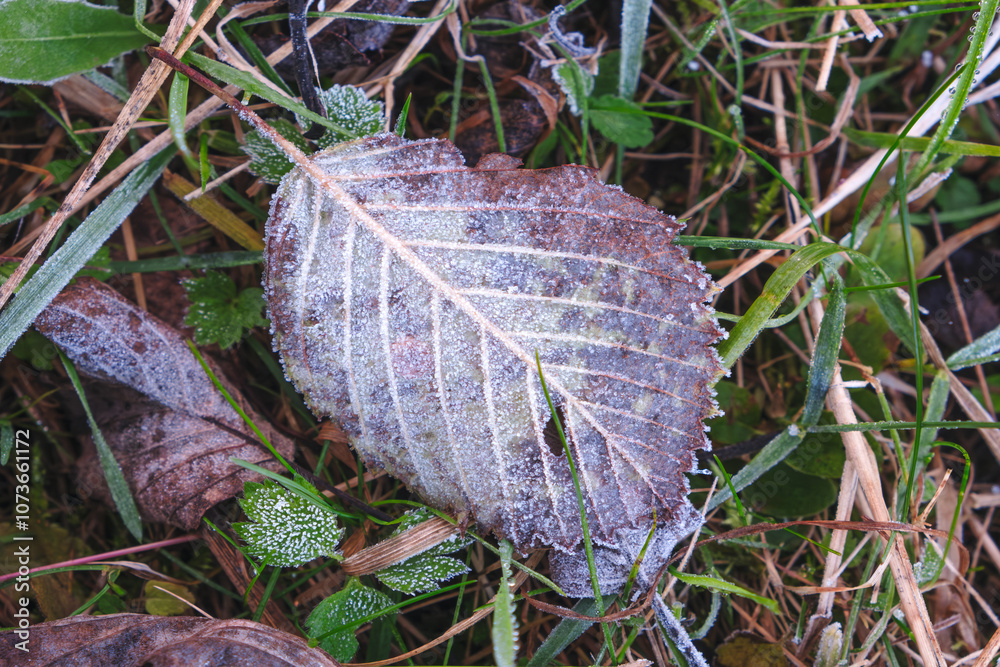 Poster a autumn leaf is covered in frost and is sitting on the ground. the frost on the leaf gives it a col