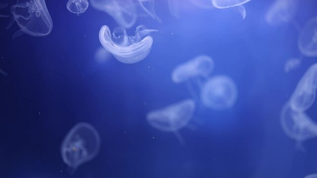 A cluster of Aurelia aurita, commonly known as moon jellyfish, floats gently in a blue underwater environment. Their translucent ethereal bodies and soft glow create a calming mesmerizing scene that h