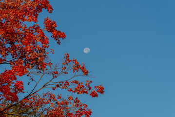 Full Moon In A Morning Sky And Trees With Colored Fall Leaves In Wisconsin