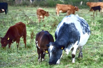 pregnant spotted cow and calves grazing in a meadow