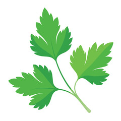 parsley vector illustration in watercolor style