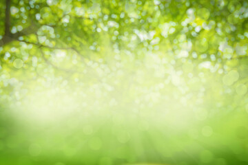 Bright green texture background. Abstract blur and bokeh photo of atmosphere under the tree. Gradient dark and light colors scene. Healthy or organic fresh nature concept.