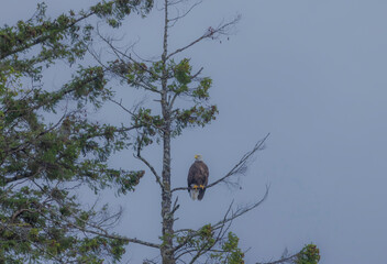American Bald Eagle