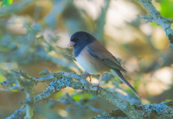 Dark-eyed Junco