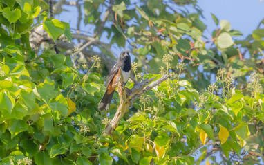 Spotted Towhee In Tree
