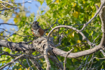 Spotted Towhee In Tree