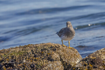 Surf Bird
