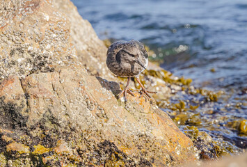 Black Turnstone (Arenaria)