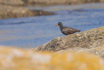 Black Oystercatcher