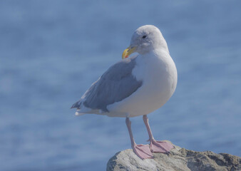Glaucous-winged Gull