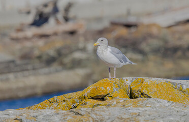Glaucous-winged Gull