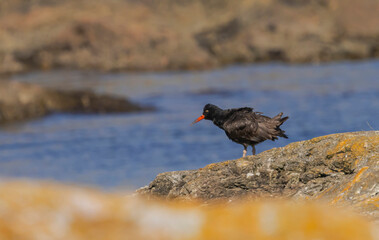 Black Oystercatcher