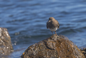 Surf Bird