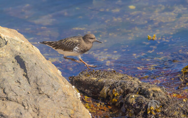 Surf Bird
