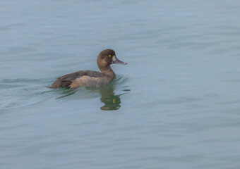 Greater Scaup (Aythya Marlia)