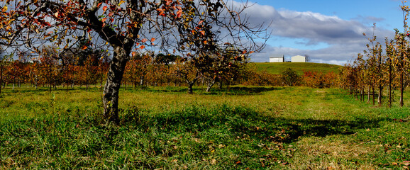 Apple Farm Hill