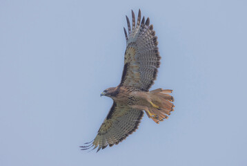 Red Tail Hawk In Flight