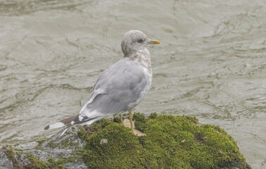 Short Billed Gull (Larus brachyrhynchus)