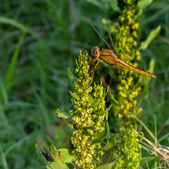 Dragonfly In Flight