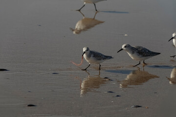 Sanderling running away with a freshly caught worm