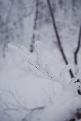 Frozen tree in the forest