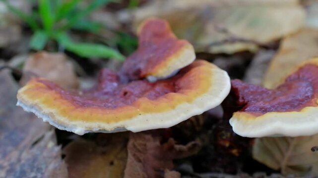 mushrooms in the forest, Ganoderma lucidum